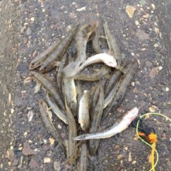 ハゼ釣り面白い！