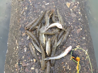 ハゼ釣り面白い！