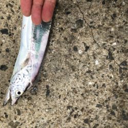 サバばっかりやなぁ