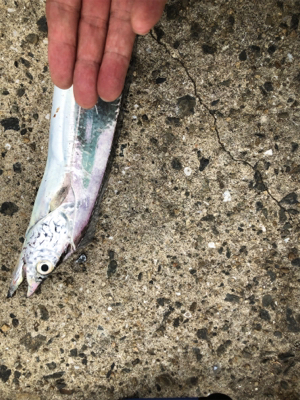 サバばっかりやなぁ