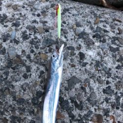 タチウオ食べたい、だから釣ります(^^)