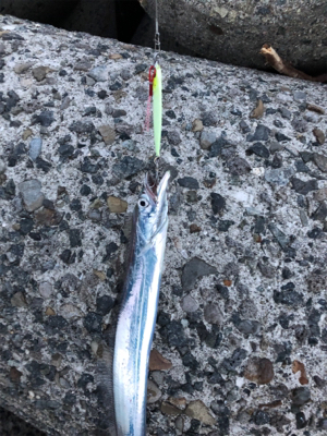 タチウオ食べたい、だから釣ります(^^)