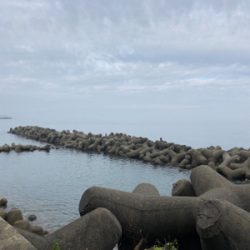 二週間ぶりのアオリイカ