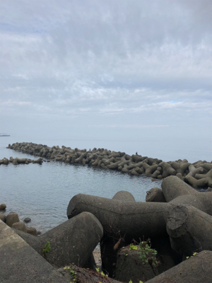 二週間ぶりのアオリイカ