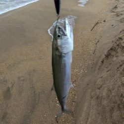 サーフでサゴシ