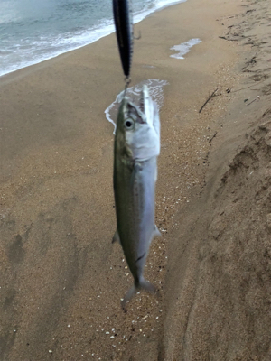 サーフでサゴシ