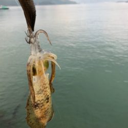 しまなみエギング そろそろ本番