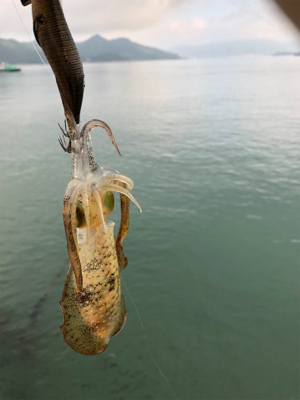 しまなみエギング そろそろ本番