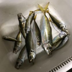 まさに夕まずめ