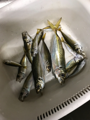 まさに夕まずめ