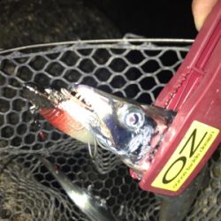 久しぶりフラップでの釣果