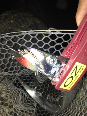 久しぶりフラップでの釣果