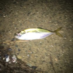 親父たちの釣行第11弾