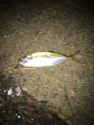 親父たちの釣行第11弾