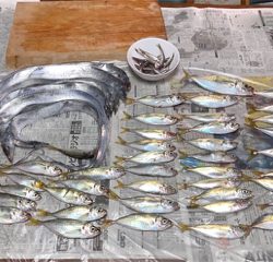 小アジ、タチウオ釣り