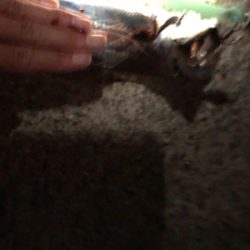 指4本の太刀魚も