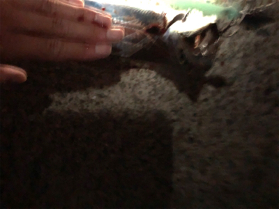 指4本の太刀魚も