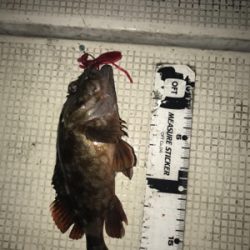 キジハタ釣れてます