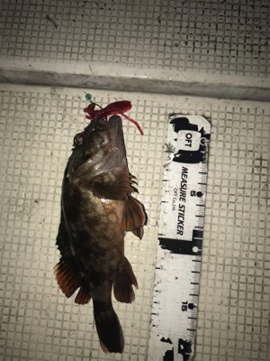 キジハタ釣れてます