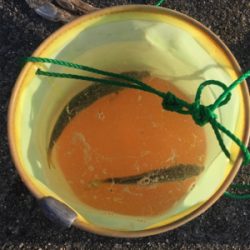 サバでギュイーンとドラグ