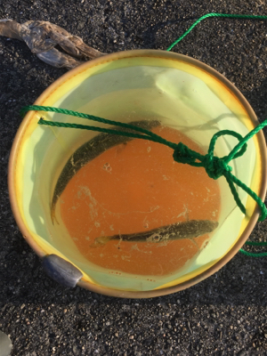 サバでギュイーンとドラグ