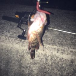 今年、初太刀魚ー