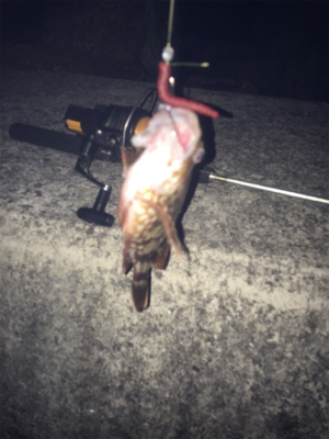 今年、初太刀魚ー