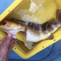 若狭和田沖 五目釣り&イカメタル