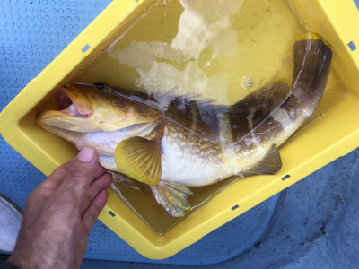 若狭和田沖 五目釣り&イカメタル