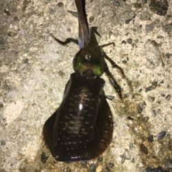 ランガンエギング