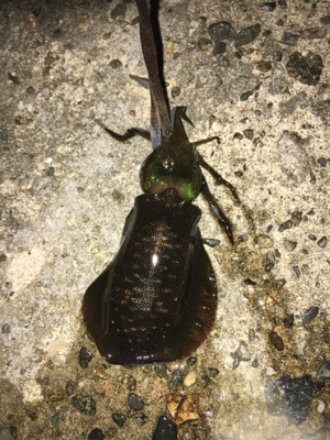 ランガンエギング