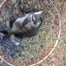 朝は全くアタリなし！