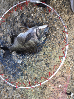 朝は全くアタリなし！