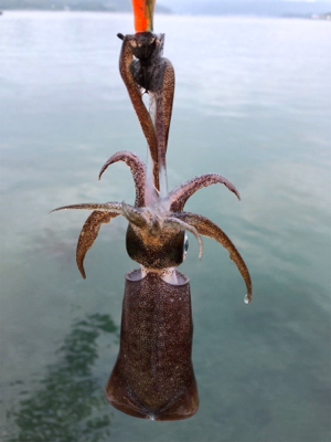 しまなみエギング 2日連続釣行