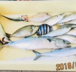釣り公園五目釣り