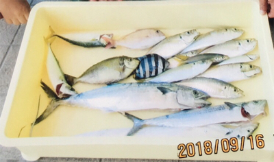 釣り公園五目釣り