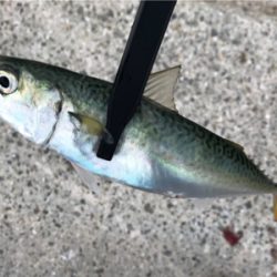 今季初、タチウオ調査！