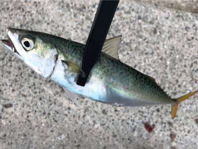 今季初、タチウオ調査！