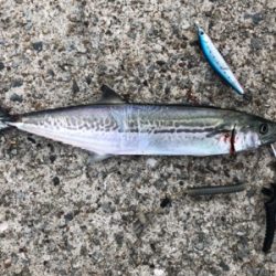 ツバスとサゴシ