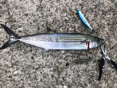 ツバスとサゴシ