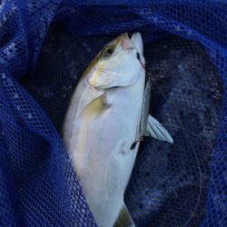 早朝ショアジギングでまさかの・・・