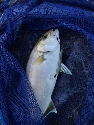 早朝ショアジギングでまさかの･･･