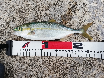 ライトショアジギング！