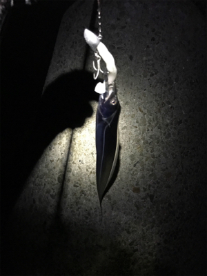 タチウオは裏切りません