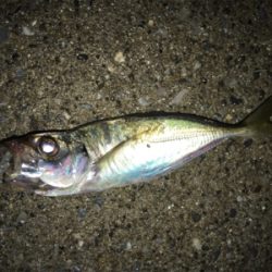 昼は穴釣り、夜はライトゲーム