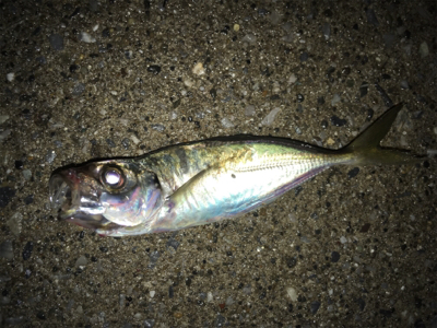 昼は穴釣り、夜はライトゲーム