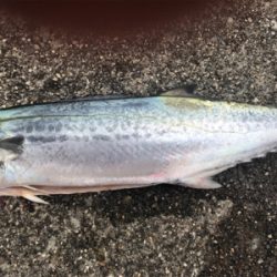 サゴシオンリーサミシー