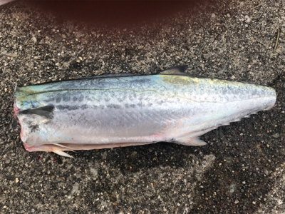 サゴシオンリーサミシー