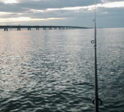 またまた、タチウオ