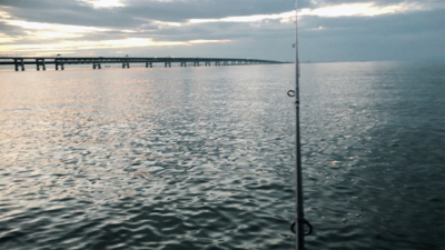 またまた、タチウオ